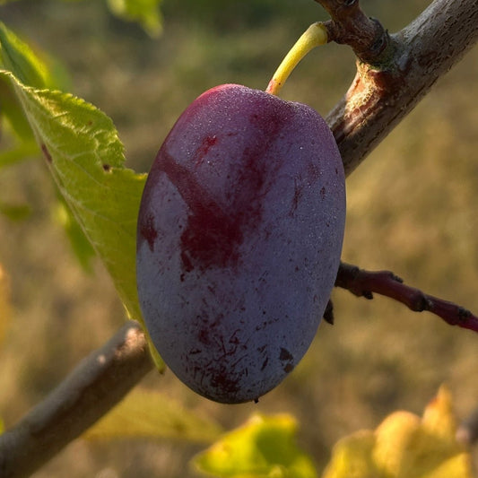 Brooks Plum Scionwood - Dingdong's Garden