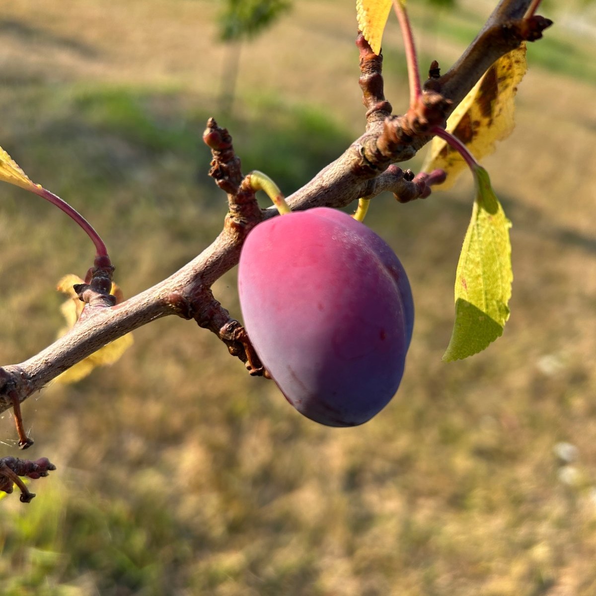 Brooks Plum Scionwood - Dingdong's Garden