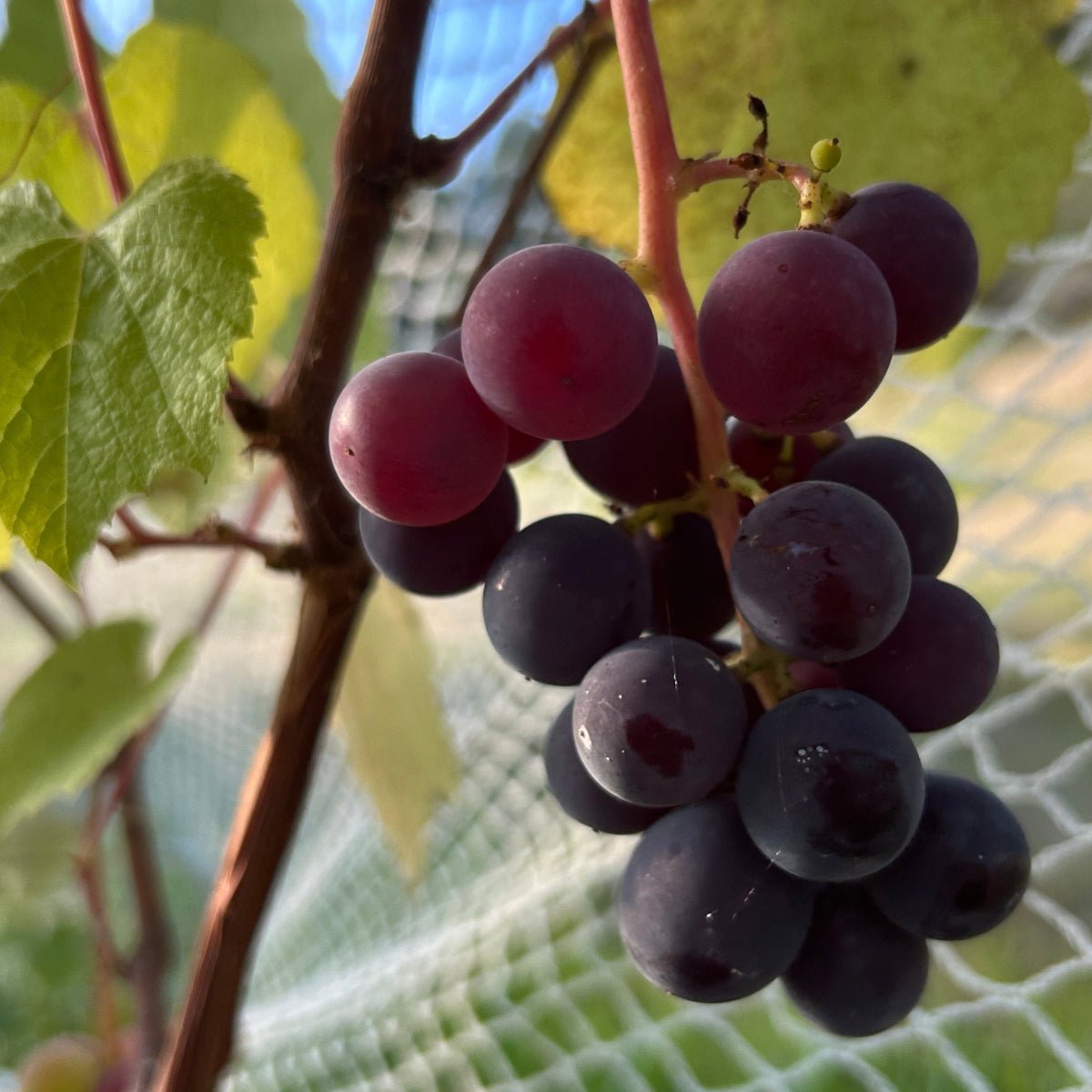 California Concord Table Grape Cutting - Dingdong's Garden