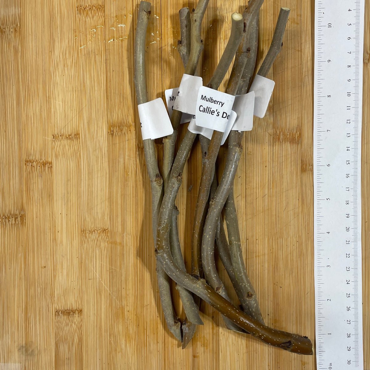 Callie's Delight Contorted Mulberry Cutting - Dingdong's Garden