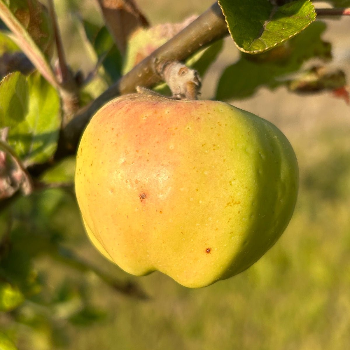 Calville Blanc Apple Scionwood - Dingdong's Garden