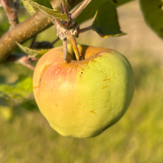 Calville Blanc Apple Scionwood - Dingdong's Garden