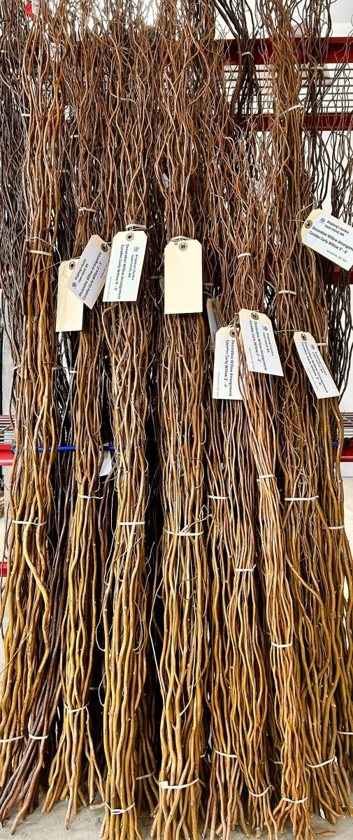 Caradoc Curly Decorative Willow 20 Piece Arrangement - Dingdong's Garden