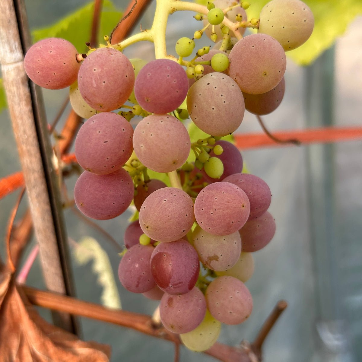 Challenger Table Grape Cutting - Dingdong's Garden