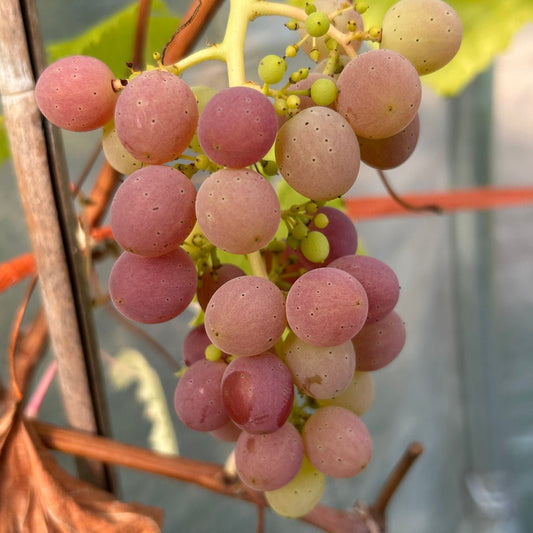 Challenger Table Grape Cutting - Dingdong's Garden