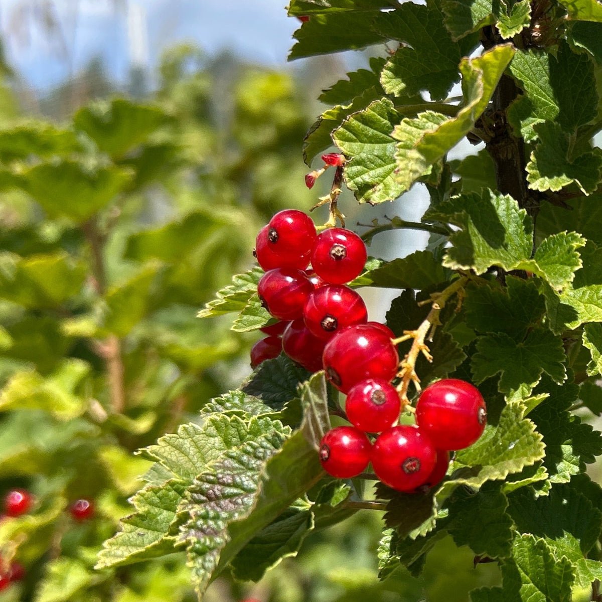 Cherry Red Currant Cutting - Dingdong's Garden