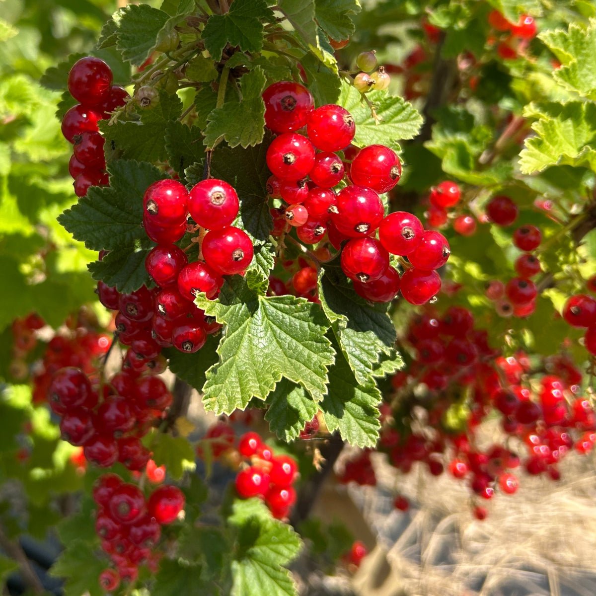 Cherry Red Currant Cutting - Dingdong's Garden