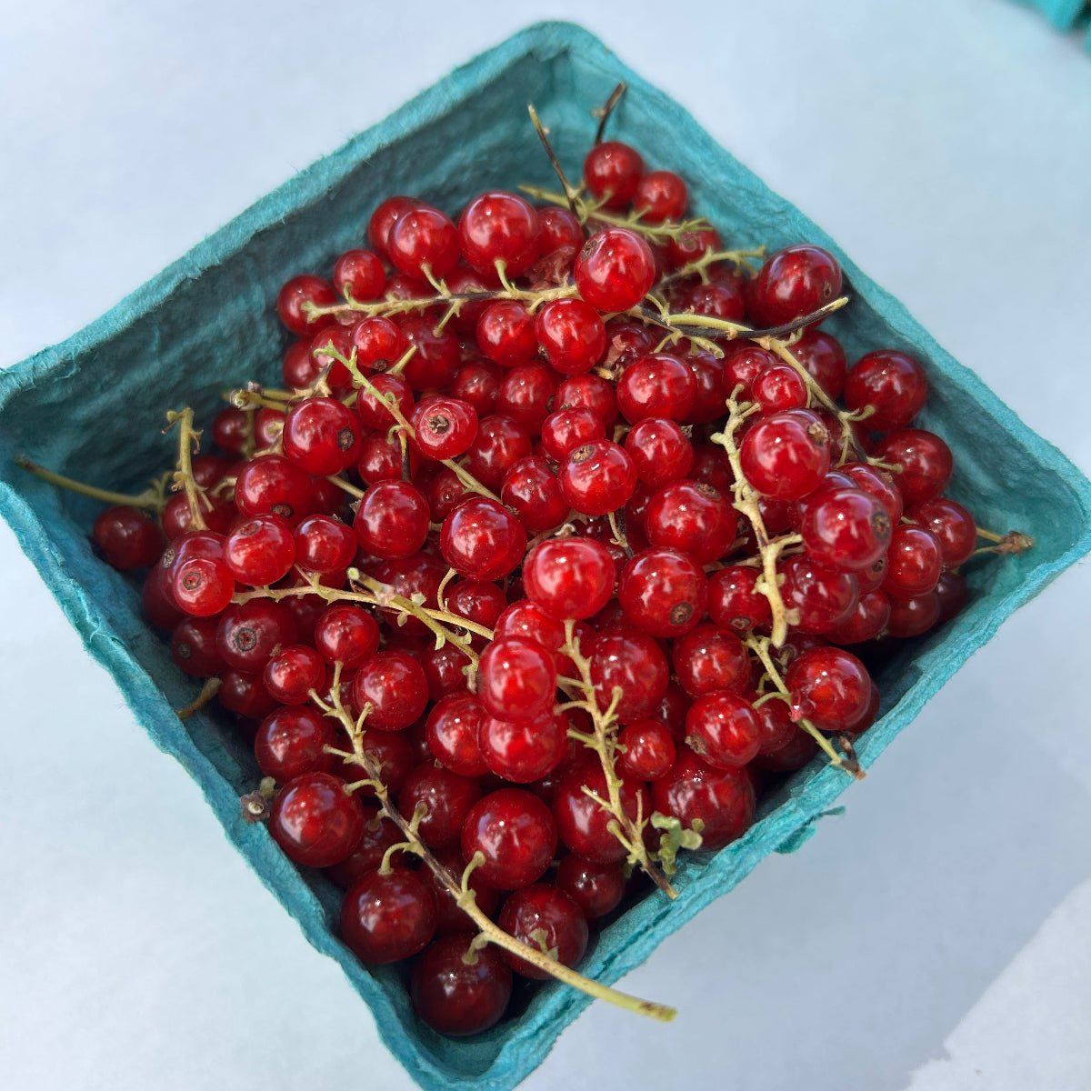Cherry Red Currant Cutting - Dingdong's Garden