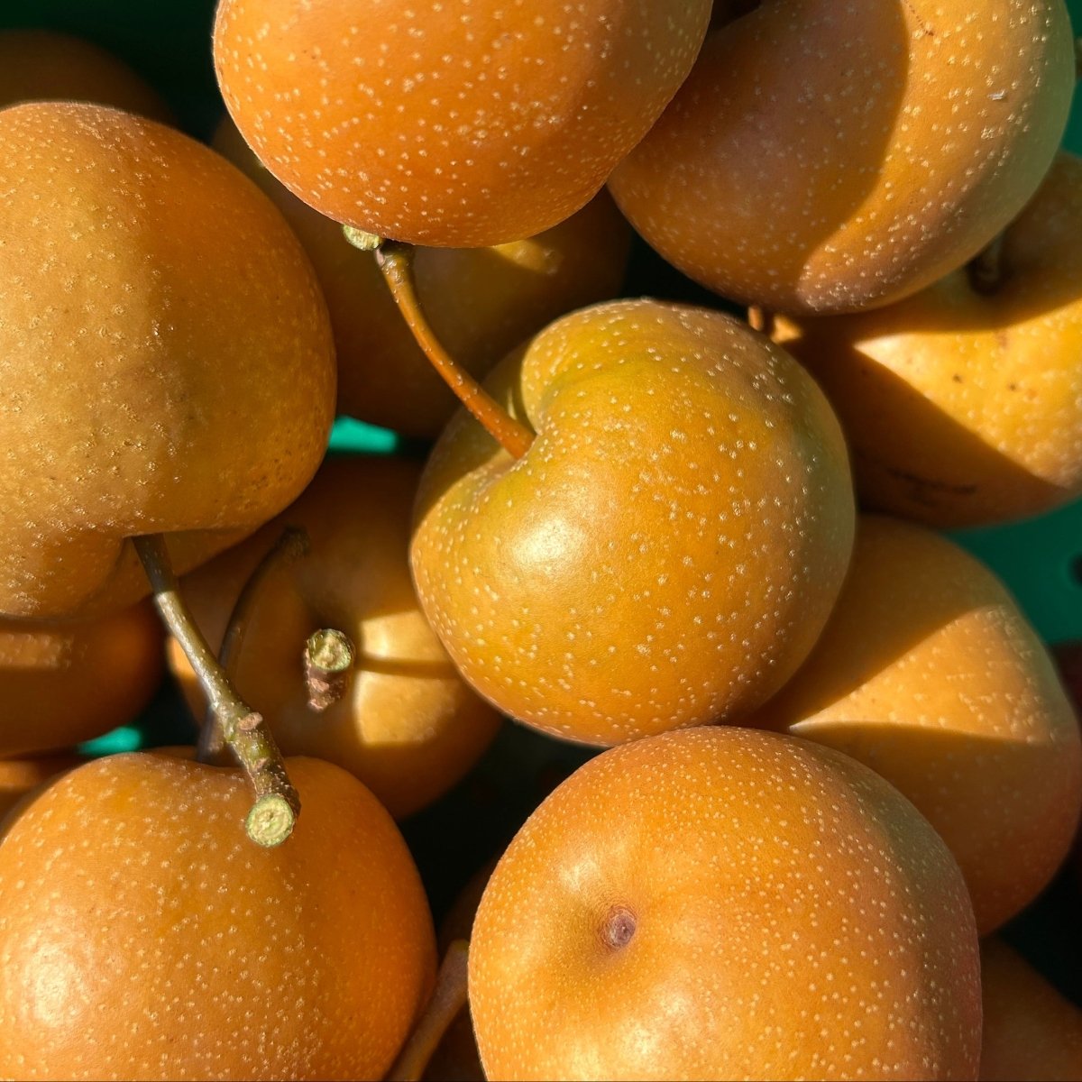 Chojuro Asian Pear Scionwood - Dingdong's Garden