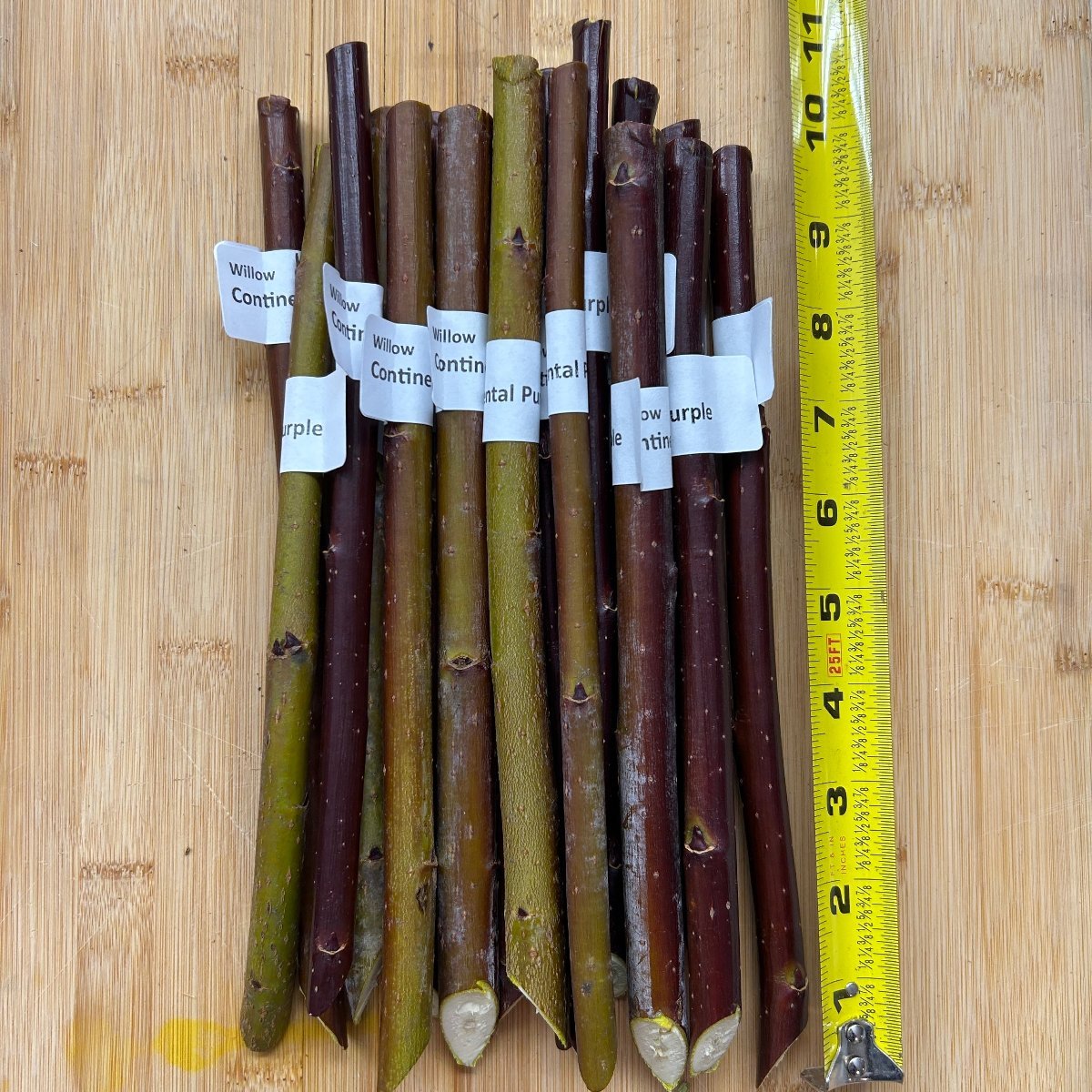 Continental Purple Willow Cutting - Dingdong's Garden