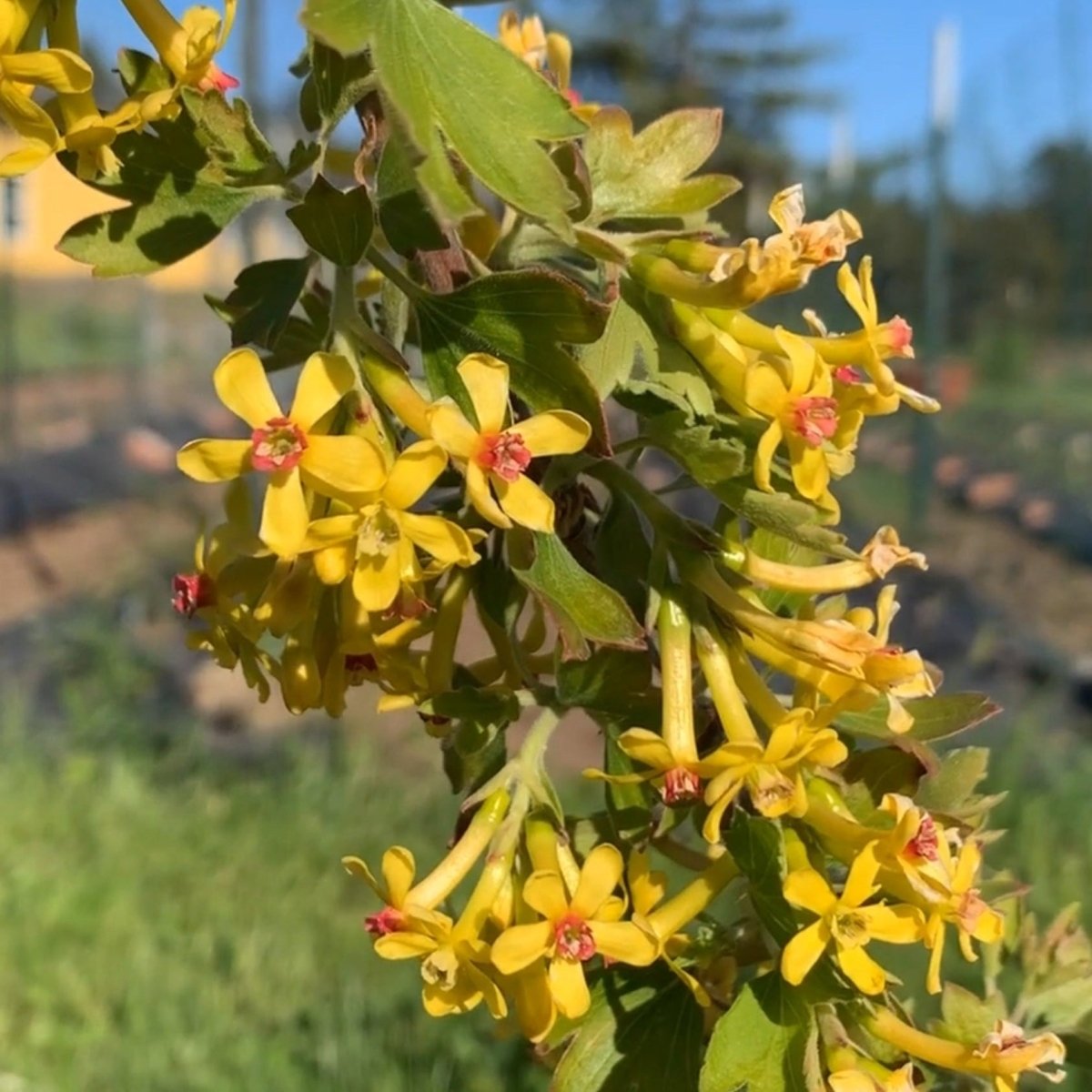 Crandall Black Currant Cutting - Dingdong's Garden