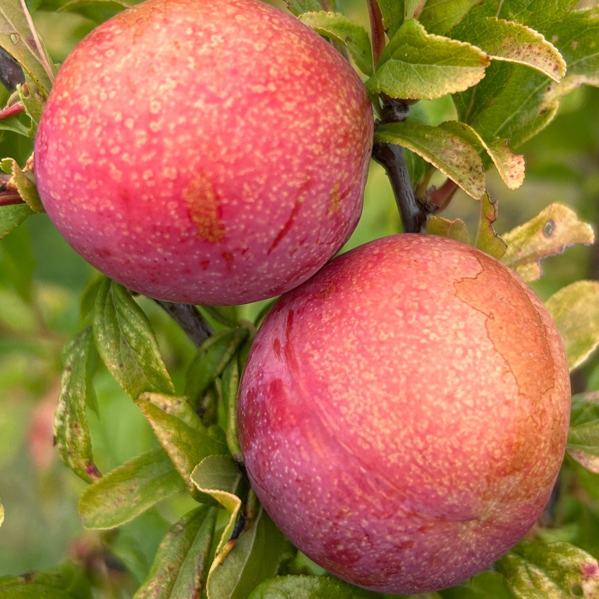 Dapple Dandy Pluot Scionwood - Dingdong's Garden