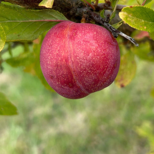 Dapple Dandy Pluot Scionwood - Dingdong's Garden