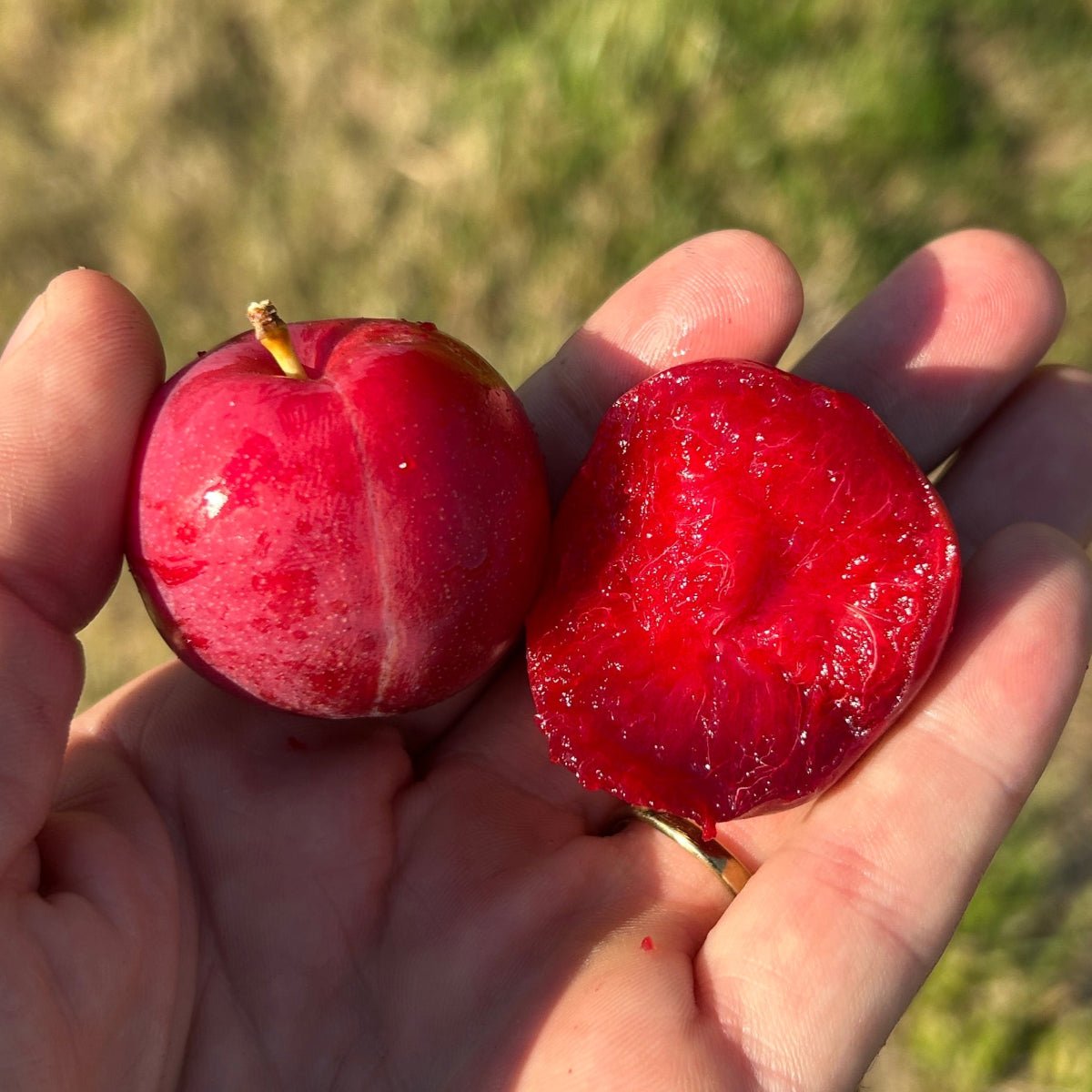 Dapple Dandy Pluot Scionwood - Dingdong's Garden