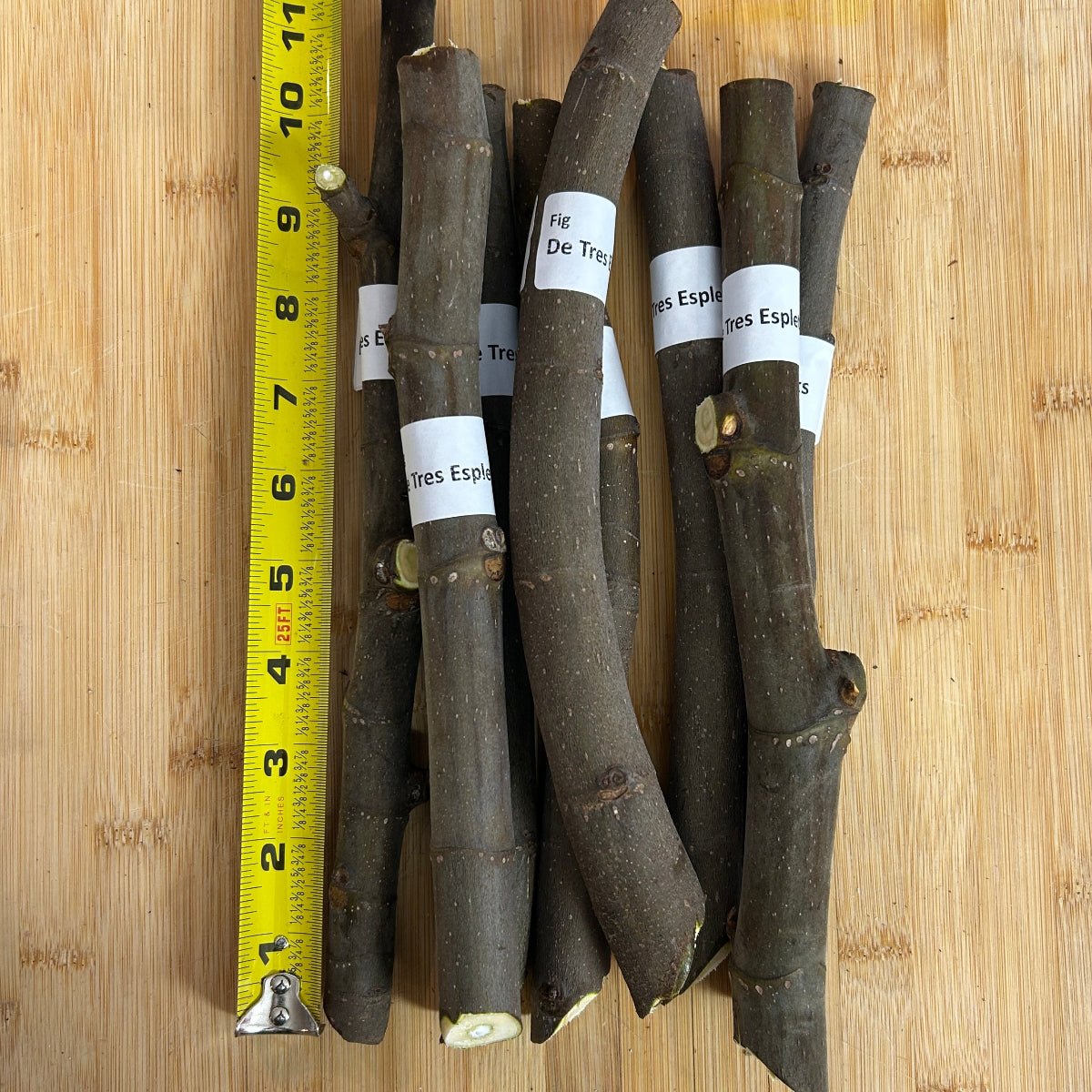 De Tres Esplets Fig Cutting - Dingdong's Garden