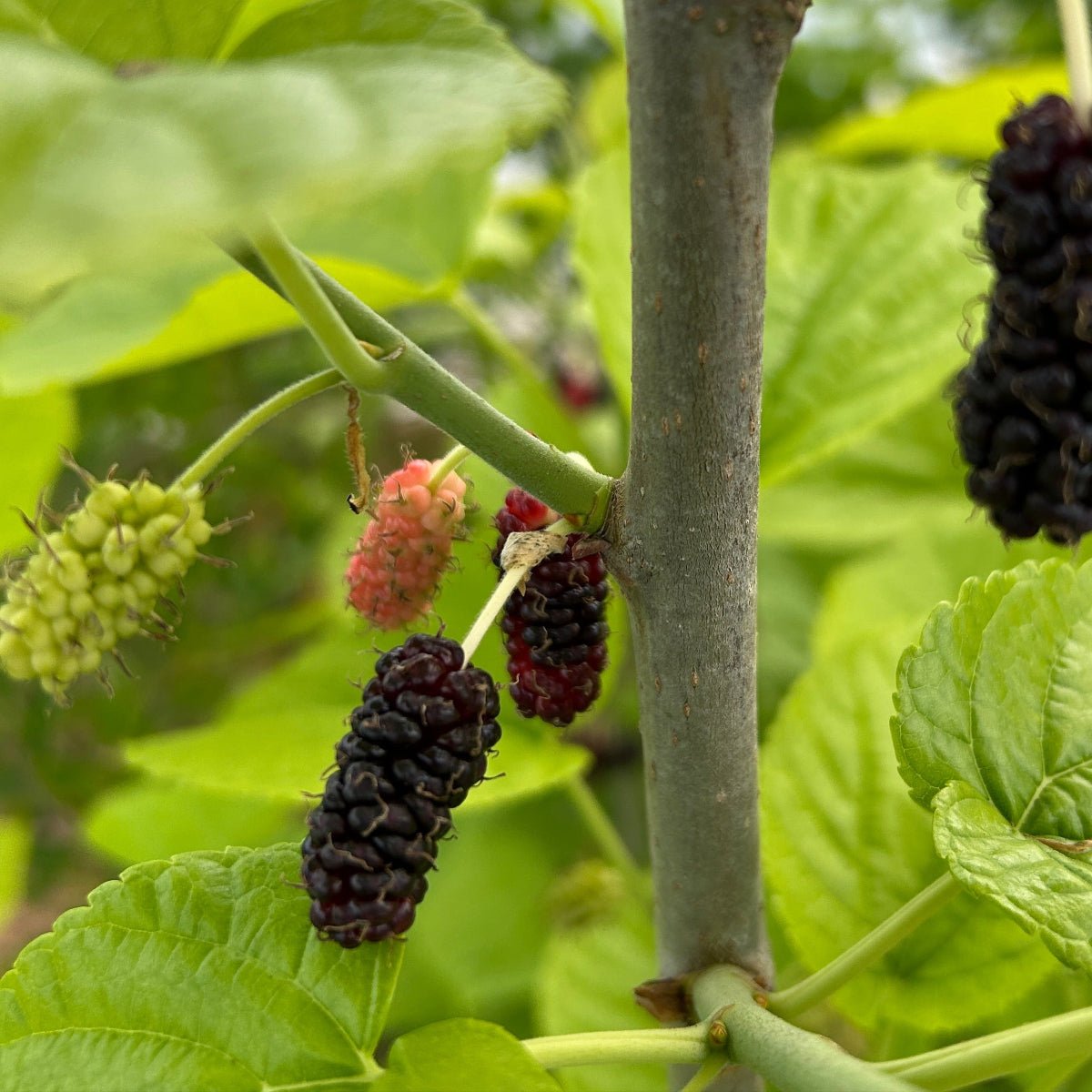 Delightful Mulberry Cutting - Dingdong's Garden