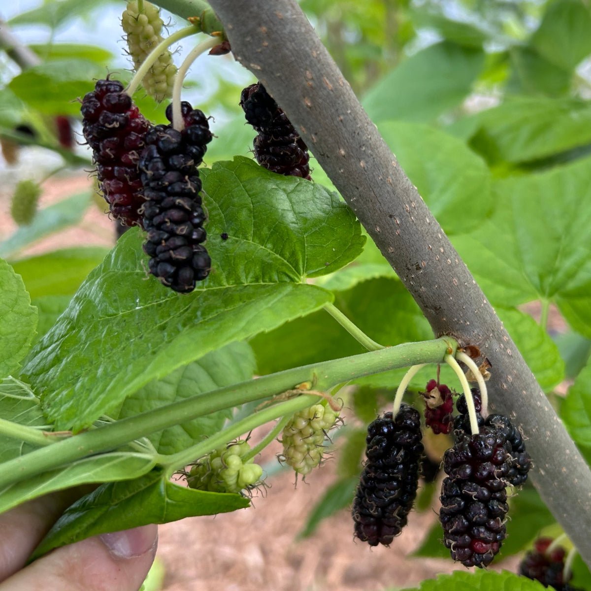 Delightful Mulberry Cutting - Dingdong's Garden