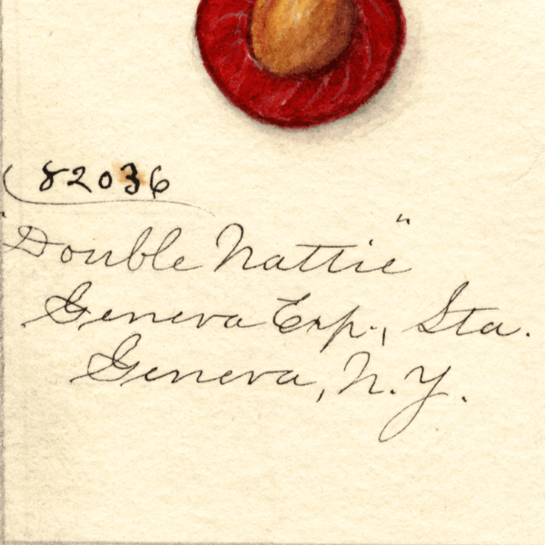 Double Nattie Cherry 4x6 Decorative Card - Dingdong's Garden