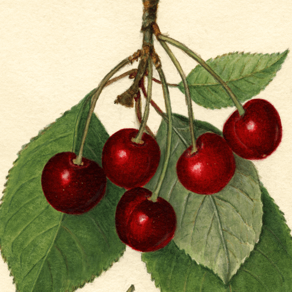 Double Nattie Cherry 4x6 Decorative Card - Dingdong's Garden