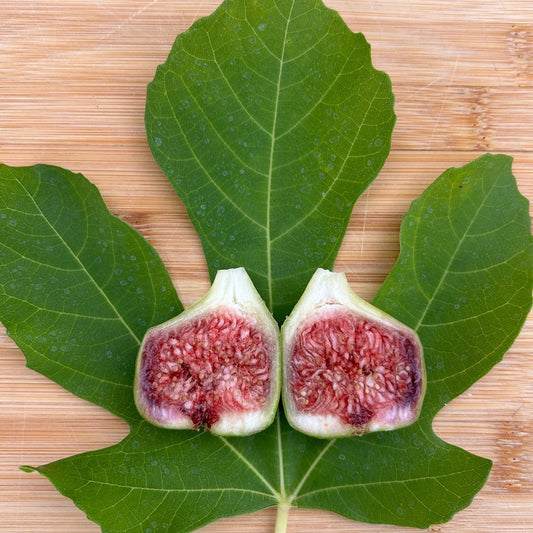 Dr Gowaty Fig Cutting - Dingdong's Garden