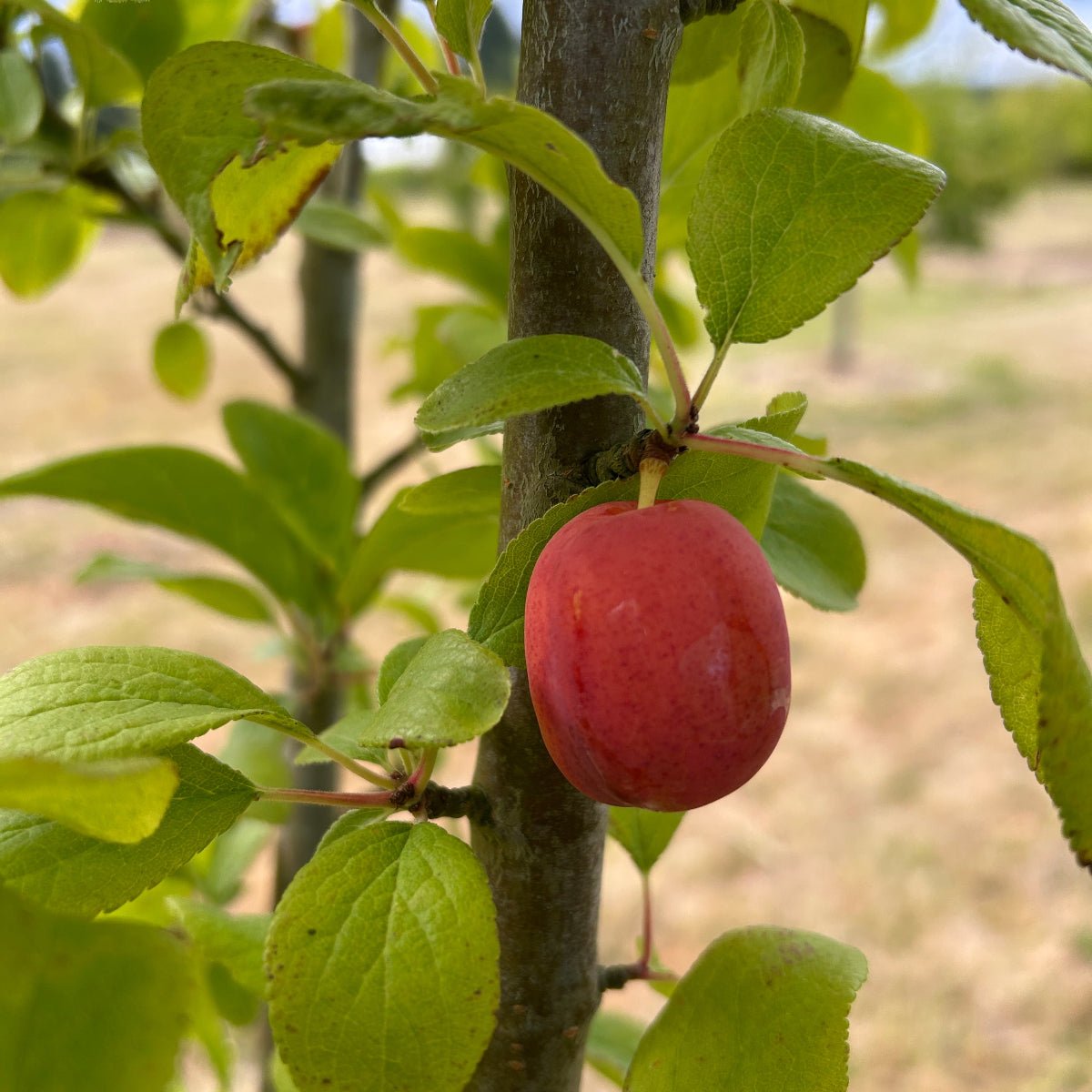 Early Laxton Plum Scionwood - Dingdong's Garden