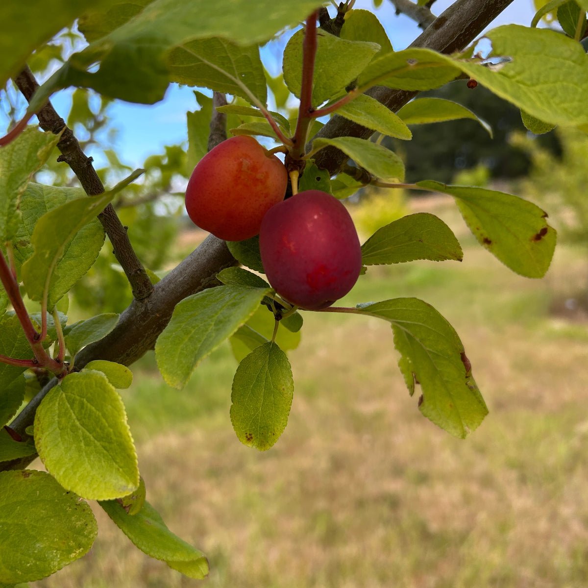 Early Laxton Plum Scionwood - Dingdong's Garden