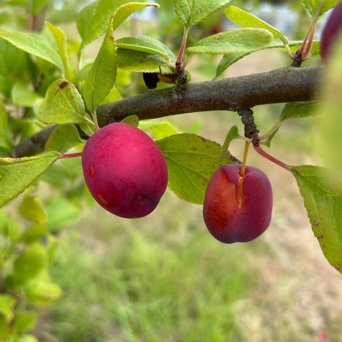 Early Laxton Plum Scionwood - Dingdong's Garden