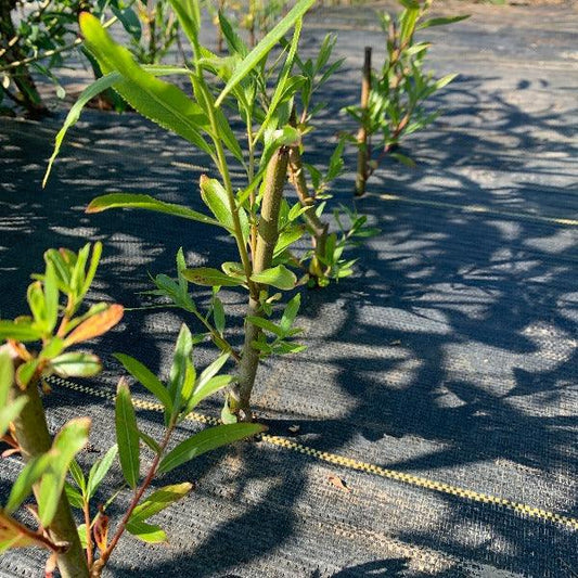 Eastern Black Willow Cutting - Dingdong's Garden