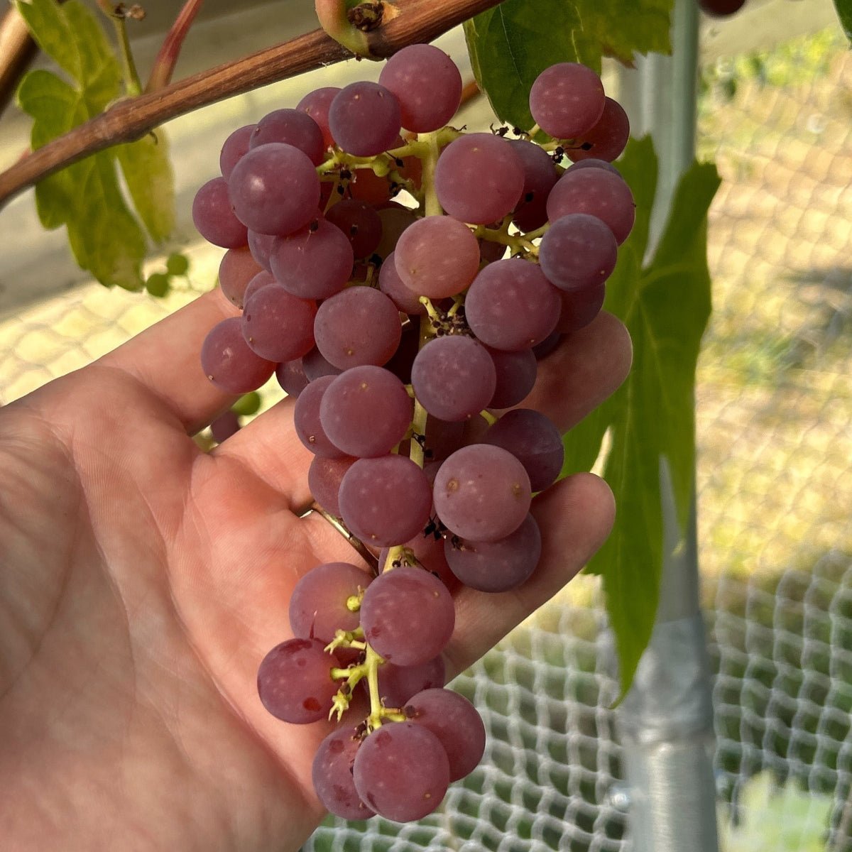 Einset Seedless Table Grape Cutting - Dingdong's Garden