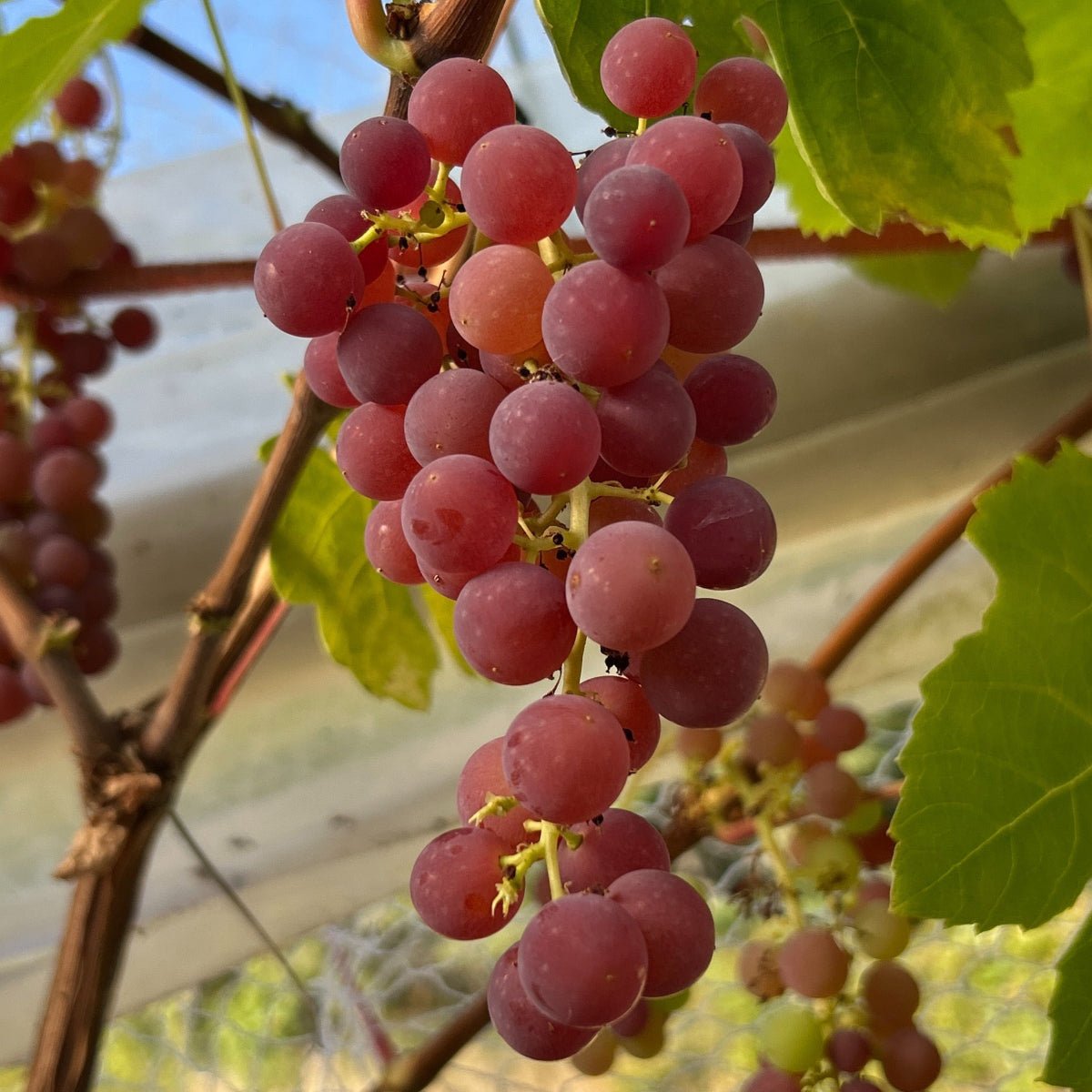 Einset Seedless Table Grape Cutting - Dingdong's Garden