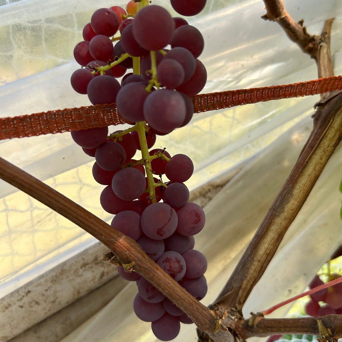Einset Seedless Table Grape Cutting - Dingdong's Garden