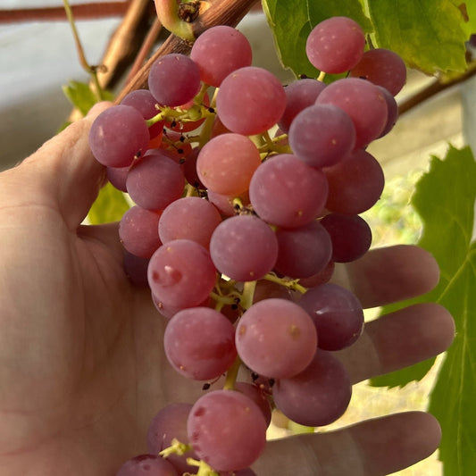 Einset Seedless Table Grape Cutting - Dingdong's Garden