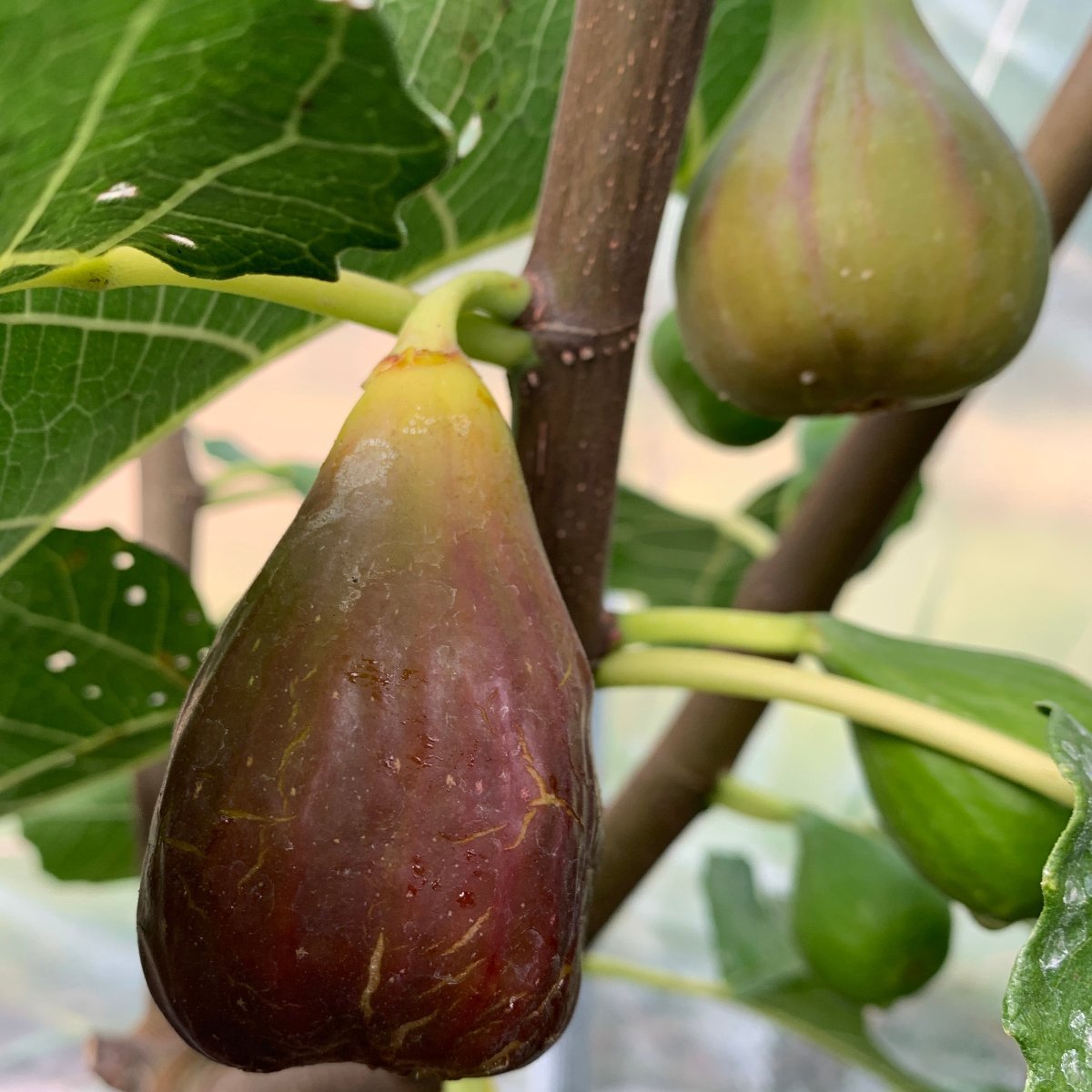 Emalyn's Purple Fig Cutting - Dingdong's Garden