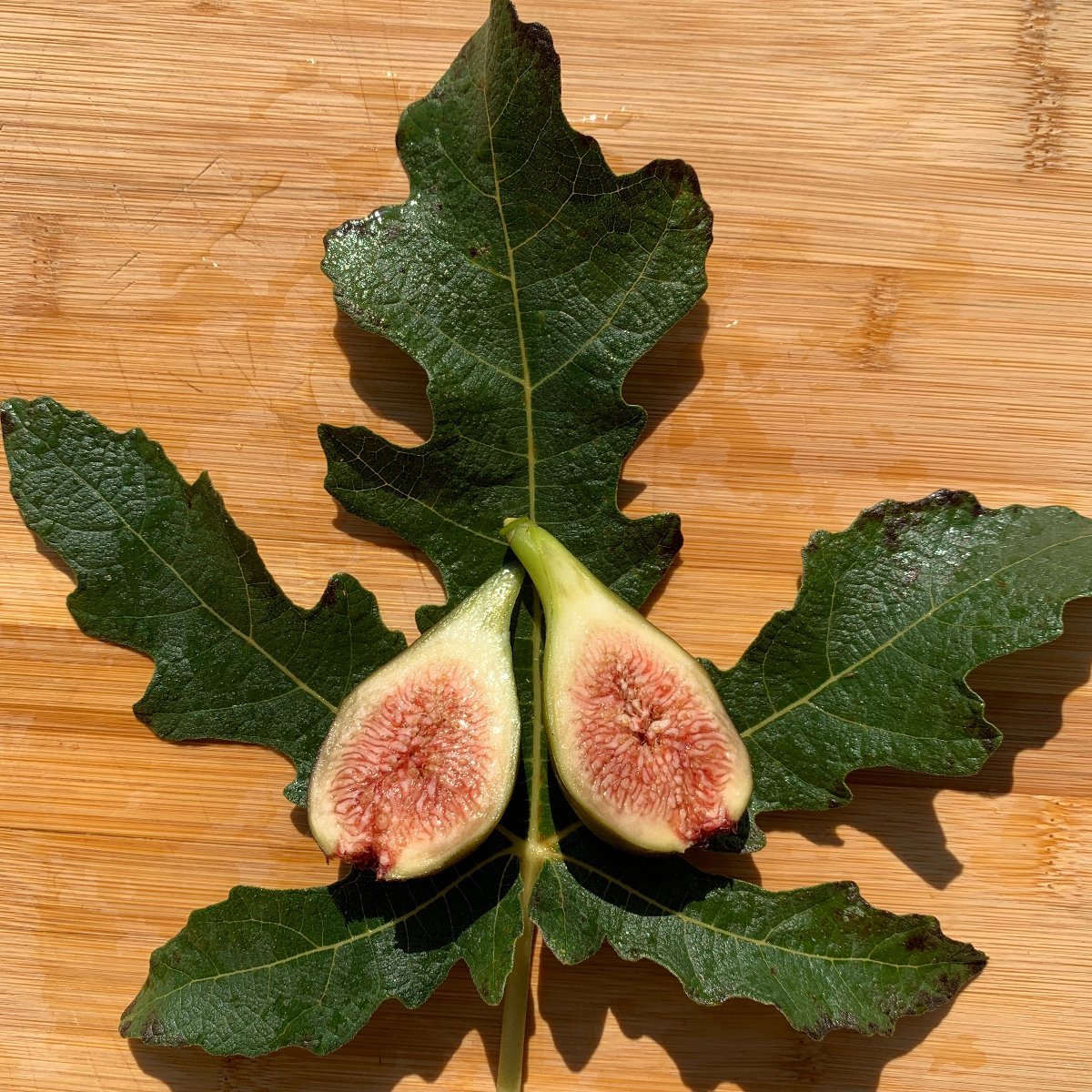 Emalyn's Purple Fig Cutting - Dingdong's Garden