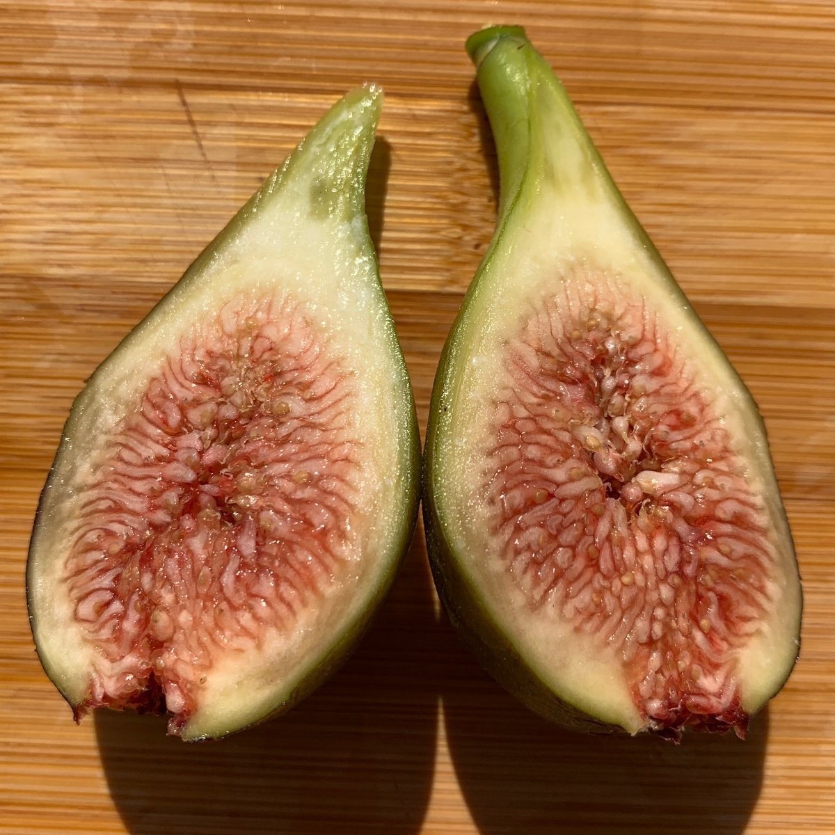 Emalyn's Purple Fig Cutting - Dingdong's Garden