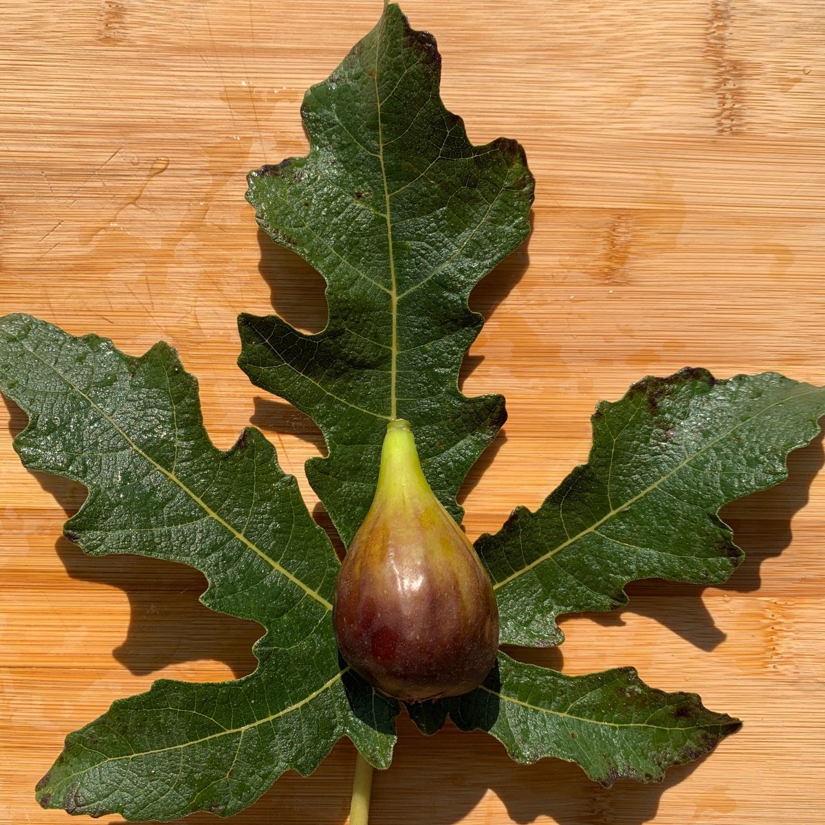 Emalyn's Purple Fig Cutting - Dingdong's Garden