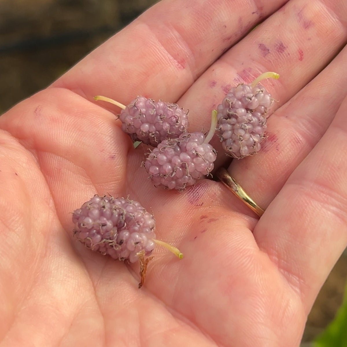 Exotica Mulberry Cutting - Dingdong's Garden