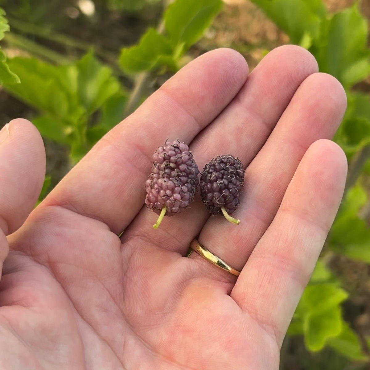 Exotica Mulberry Cutting - Dingdong's Garden