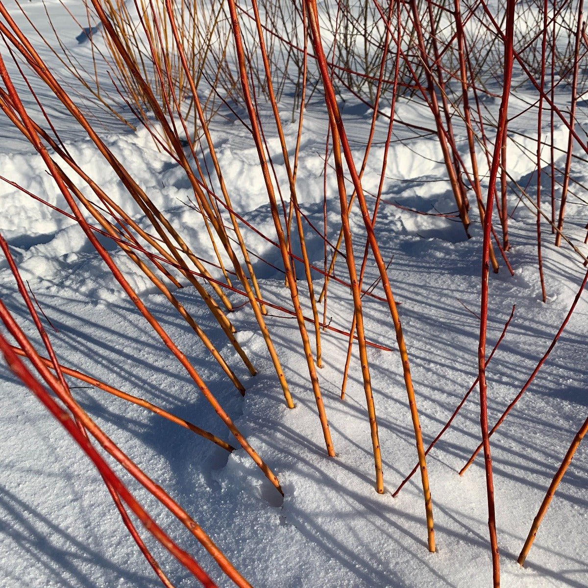 Farndon Willow Cutting - Dingdong's Garden