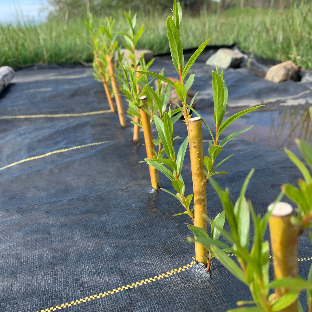 Farndon Willow Cutting - Dingdong's Garden