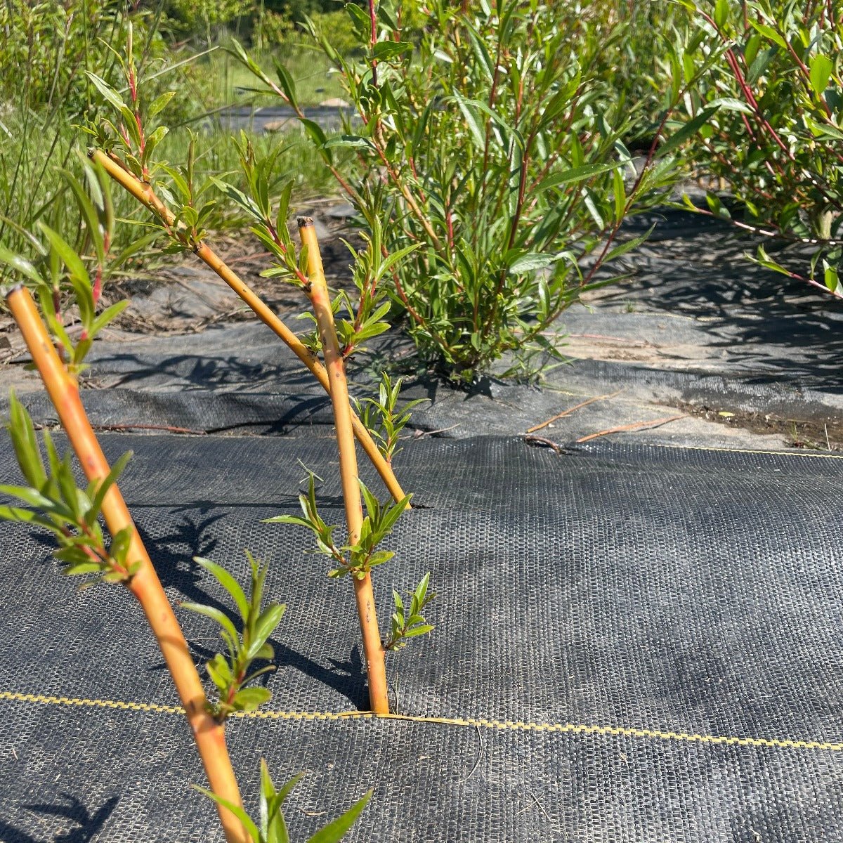 Farndon Willow Cutting - Dingdong's Garden