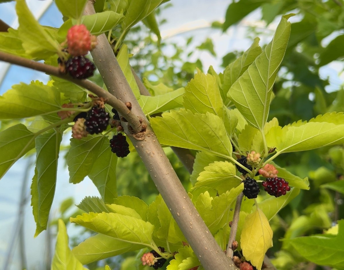 Firm Red Mulberry Cutting - Dingdong's Garden