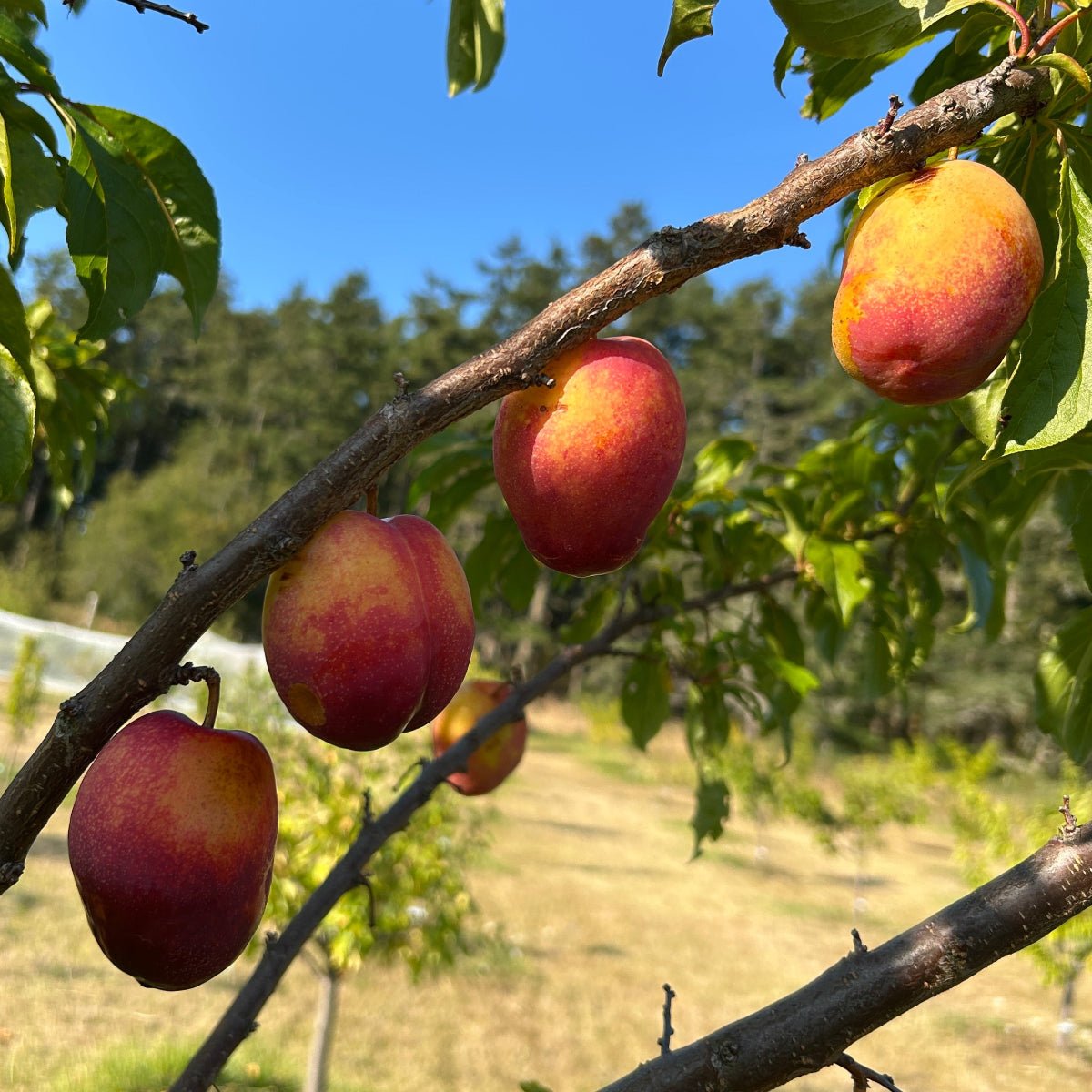 Flavor Grenade Pluot Scionwood - Dingdong's Garden