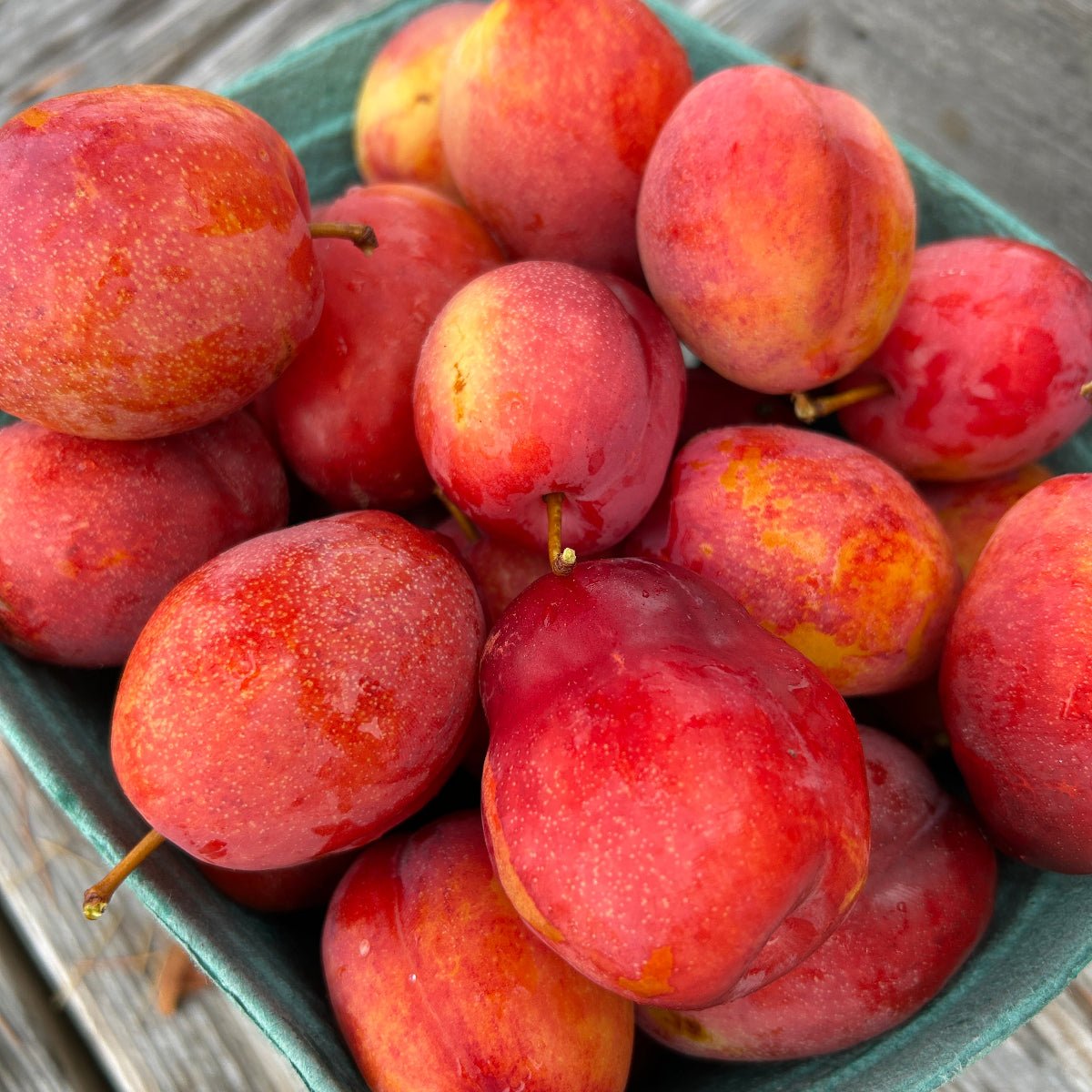 Flavor Grenade Pluot Scionwood - Dingdong's Garden