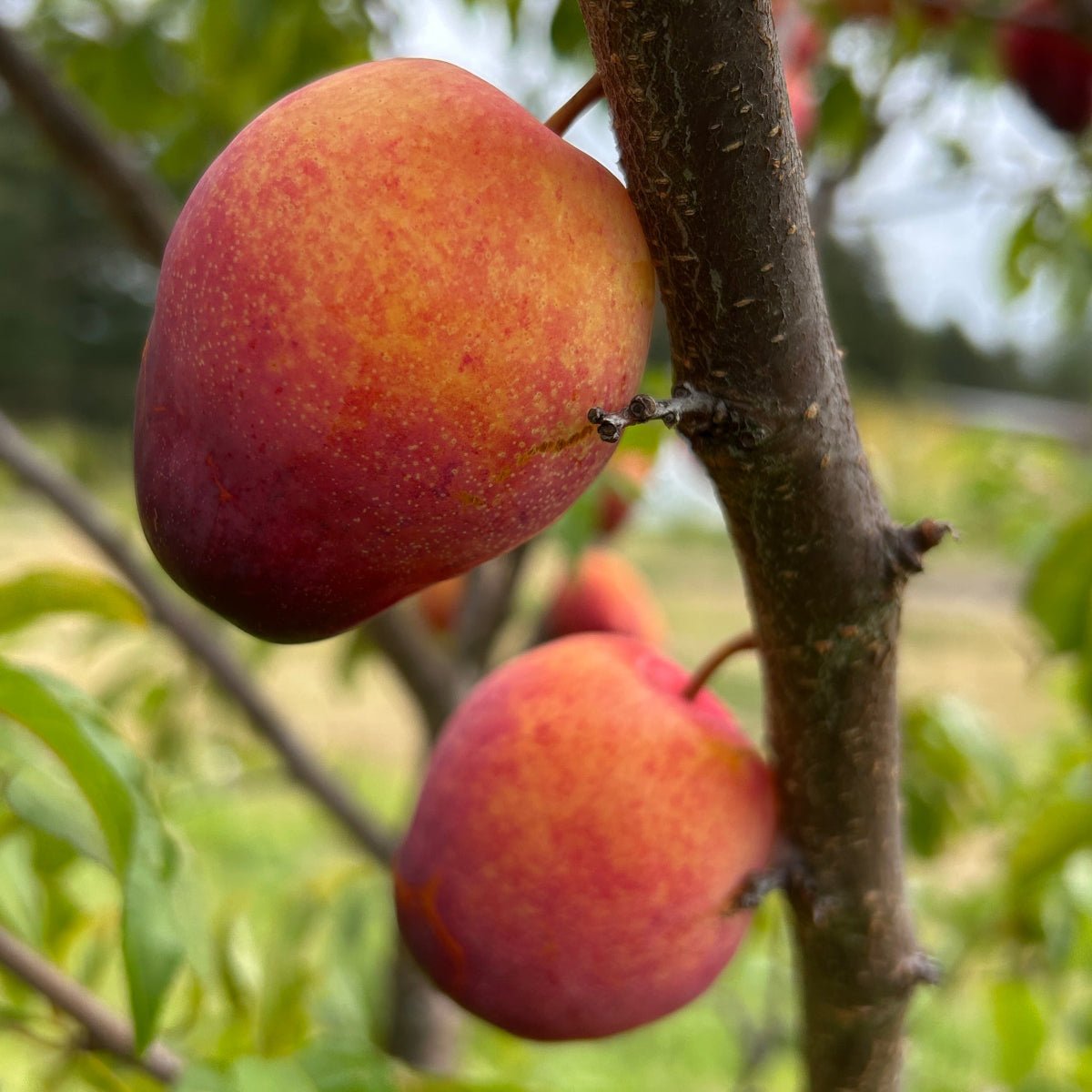 Flavor Grenade Pluot Scionwood - Dingdong's Garden