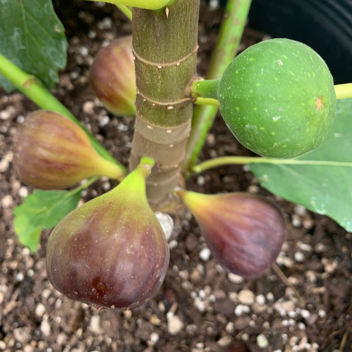 Florea Fig Cutting - Dingdong's Garden