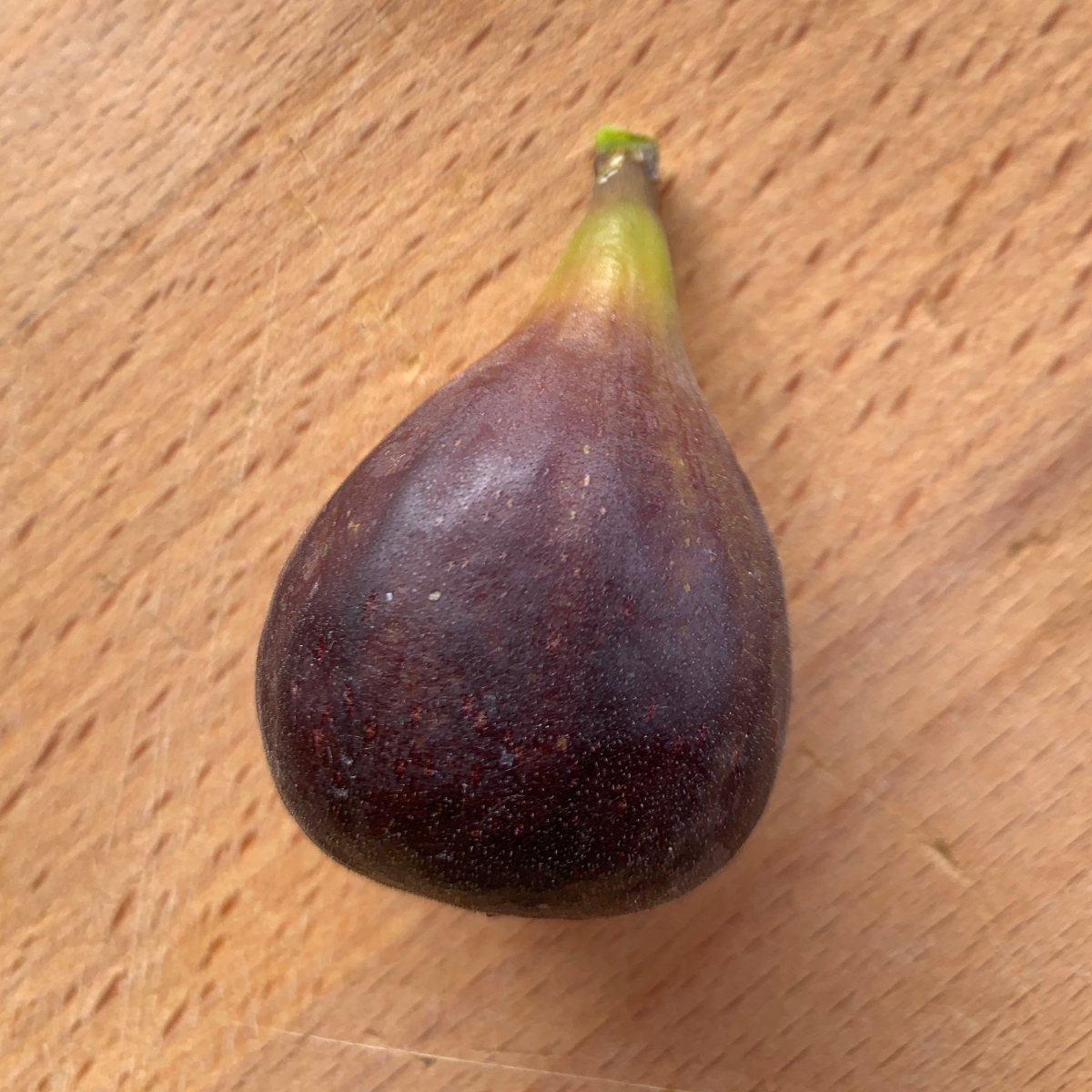 Florea Fig Cutting - Dingdong's Garden
