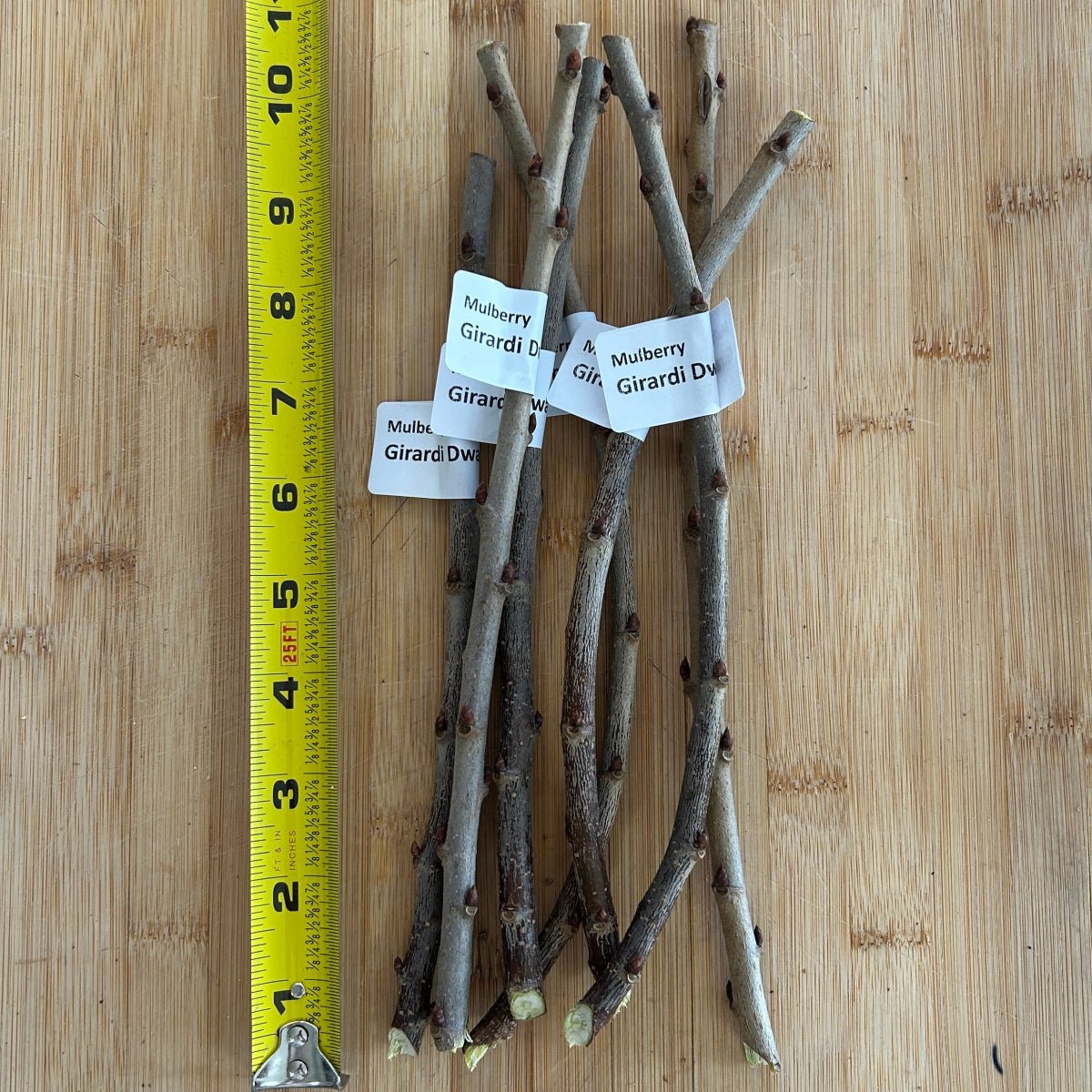 Gerardi Dwarf Mulberry Cutting - Dingdong's Garden