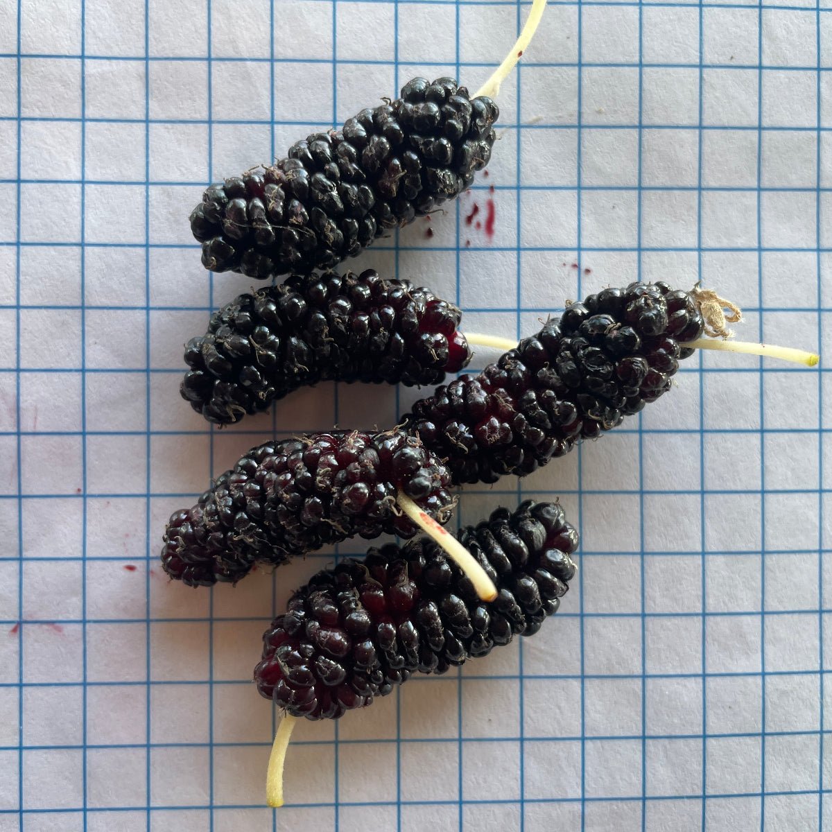 Gerardi Dwarf Mulberry Cutting - Dingdong's Garden