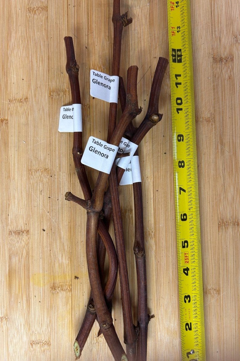 Glenora Table Grape Cutting - Dingdong's Garden